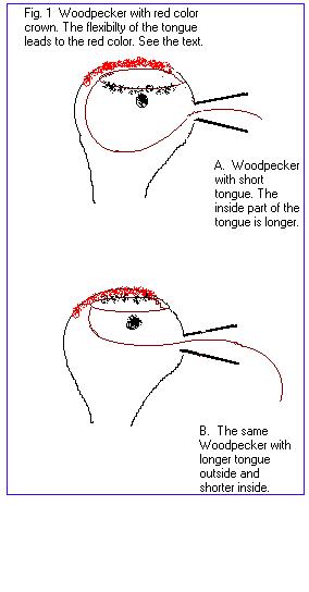 woodpecker_head.jpg