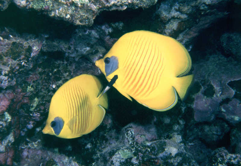 masked_butterflyfish_by_peters.jpg